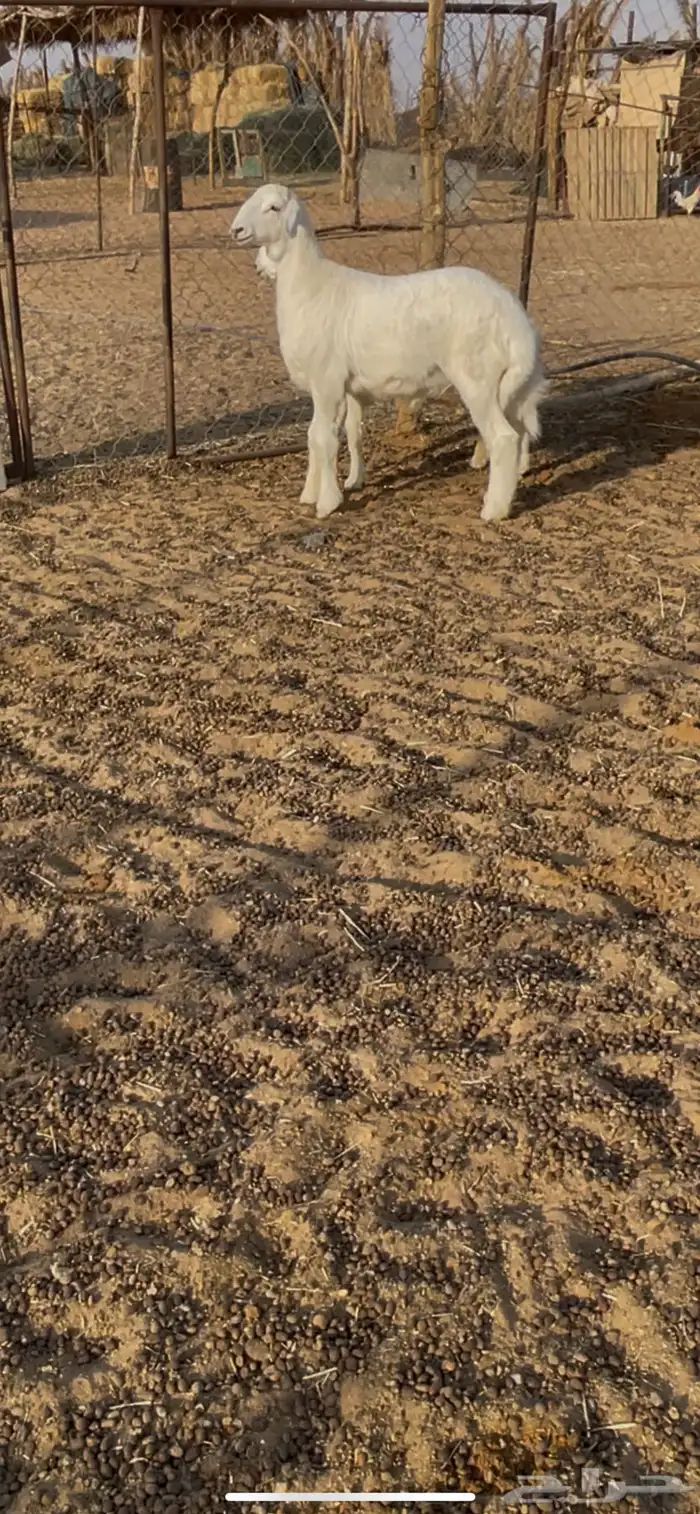 صنف حري مشروع فحل 1