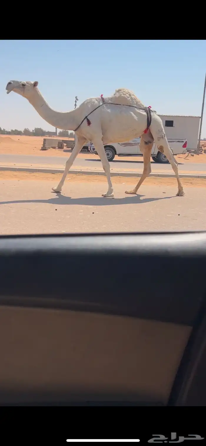 ضروبه وضحا طيبه سعرها مناسب 1
