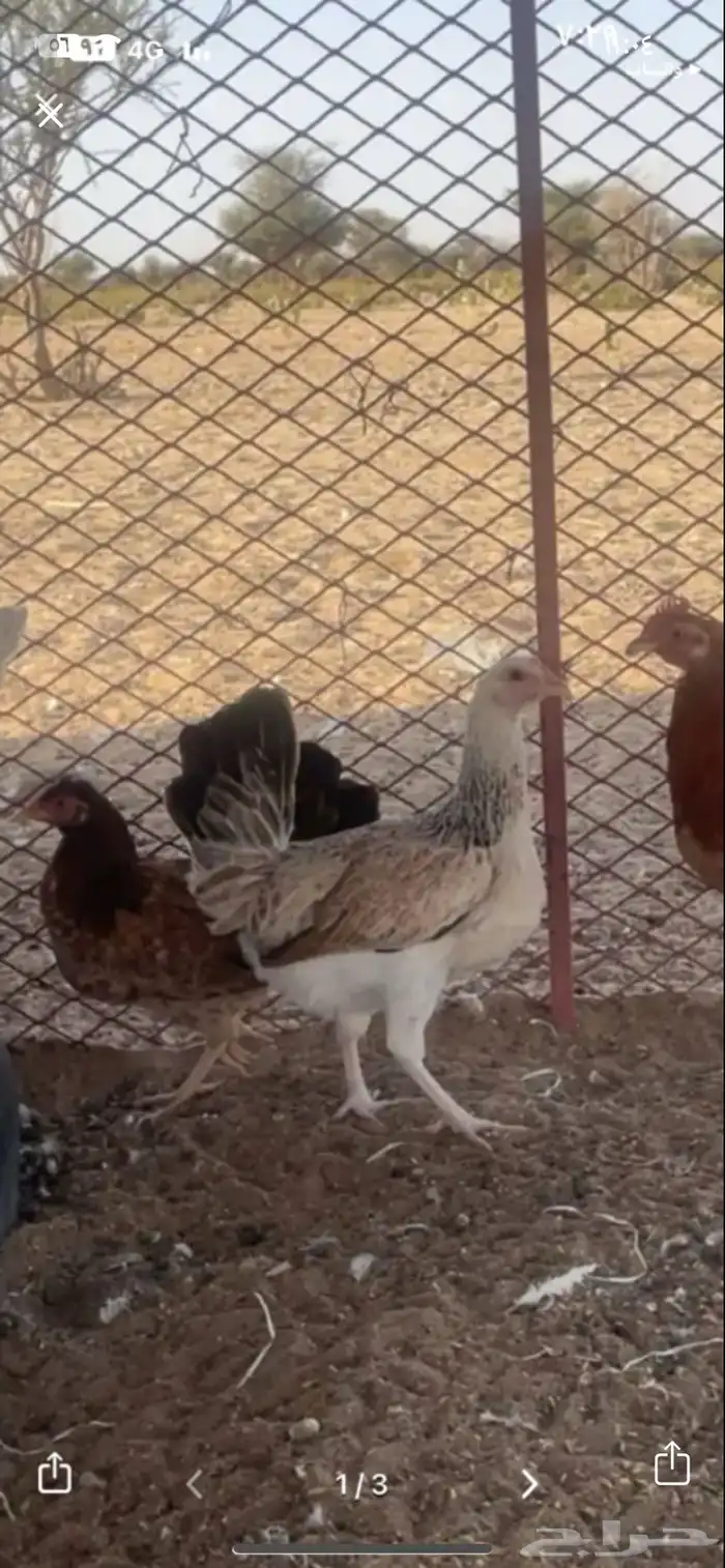 دجاجه دندراويه للبيع 0
