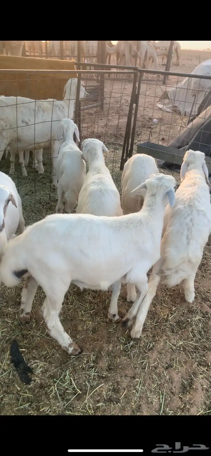 البيع بهم رفيد وحري 2