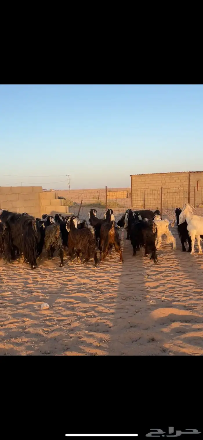 معزا عوارض 18 بالفحل مراح خوات بنات بعض 4