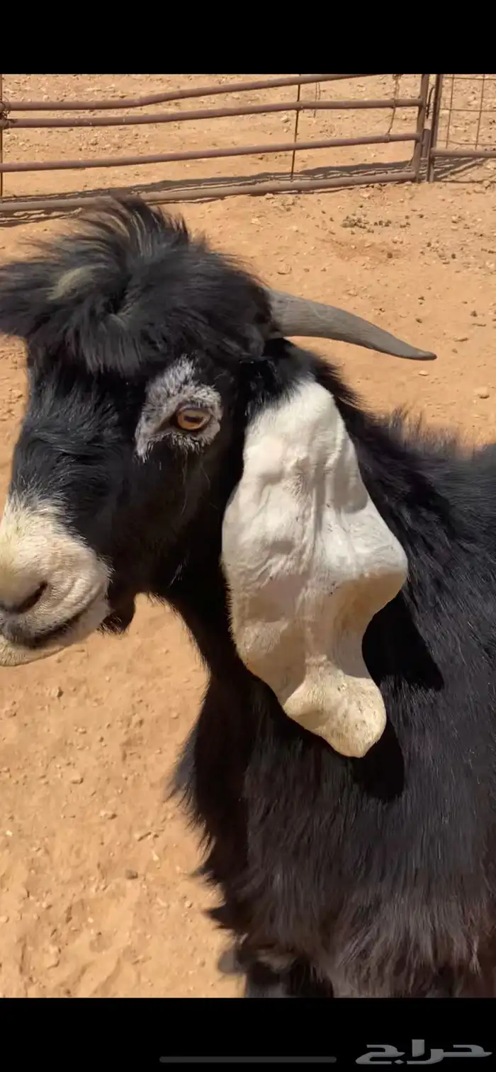 فحل عارضي 3