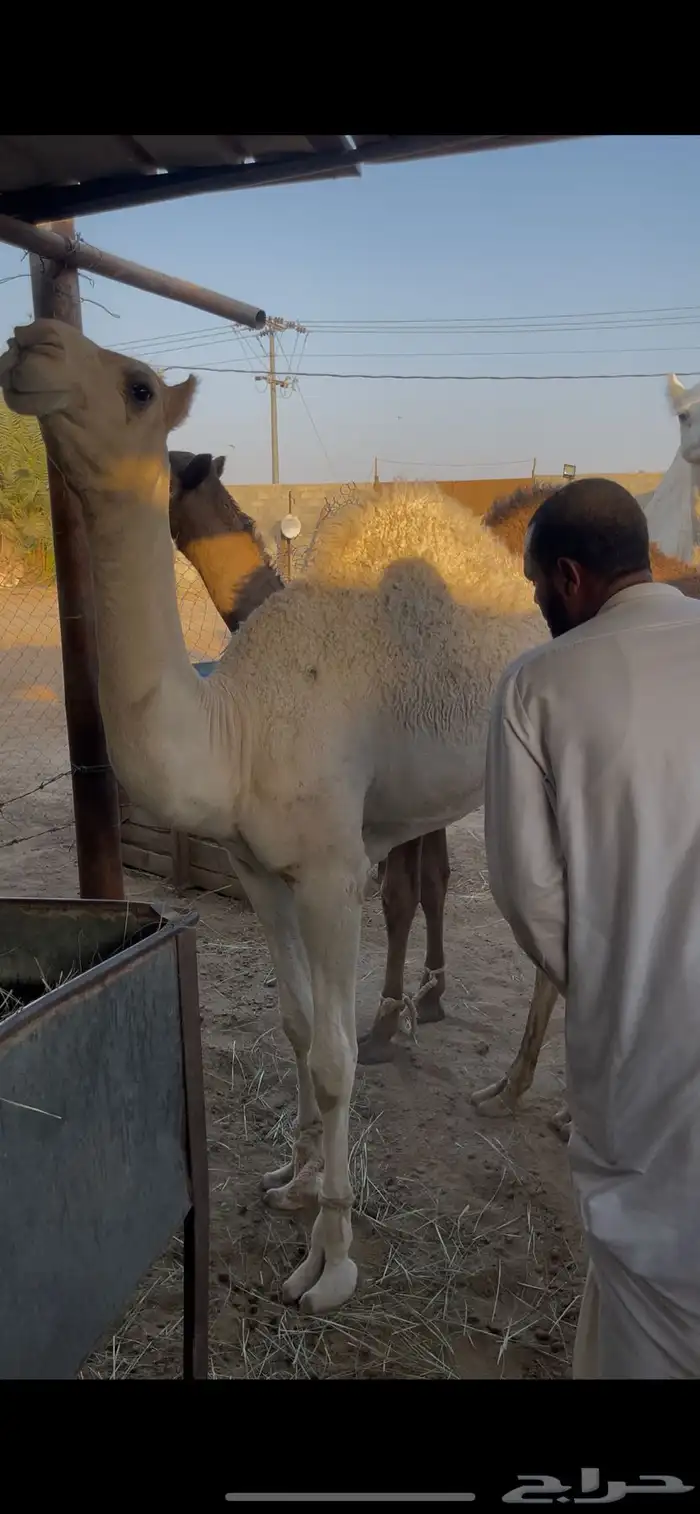 قعود وبكره مفاريد فل شحم طايشه 4