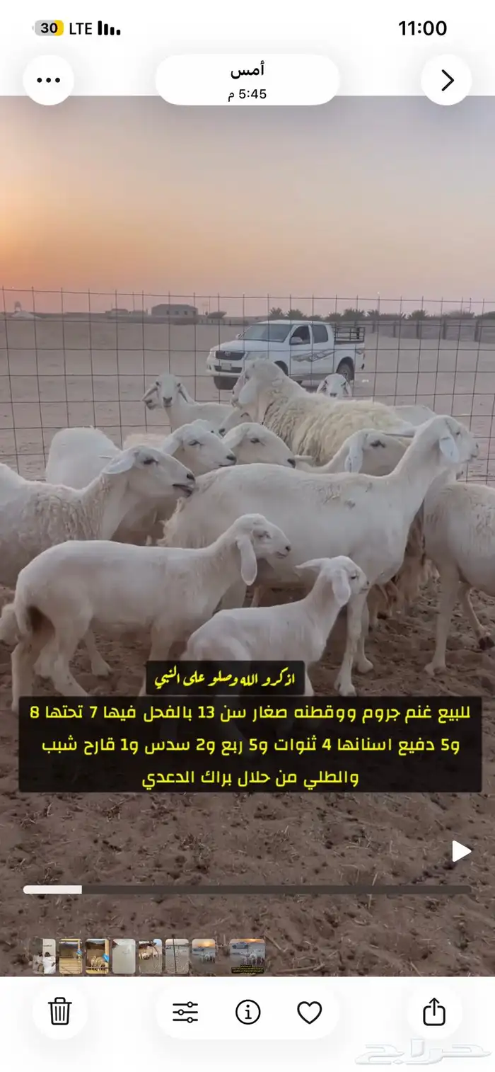غنم صنف 3