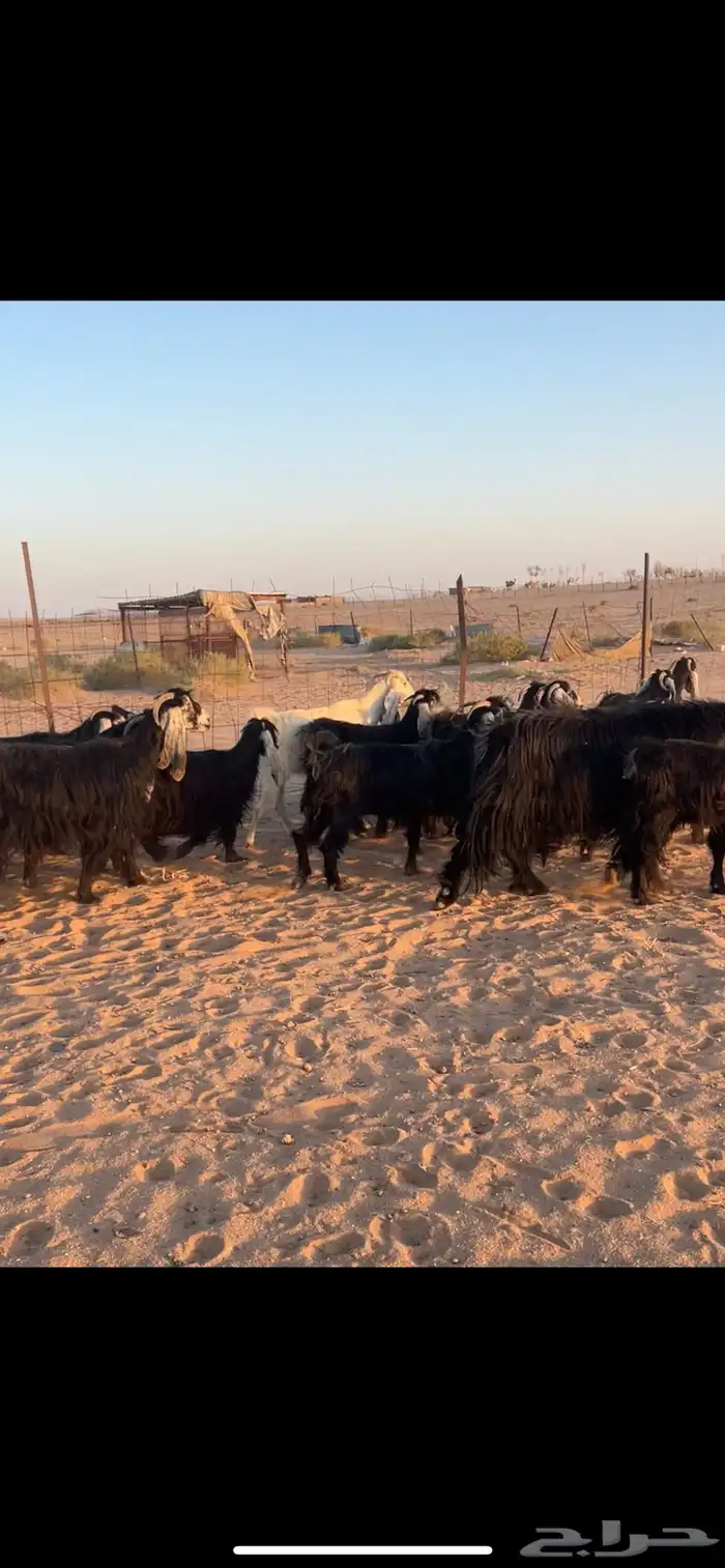 معزا عوارض 18 بالفحل مراح خوات بنات بعض 3