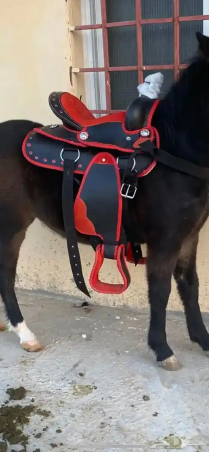 سرج سيسي للأطفال 0
