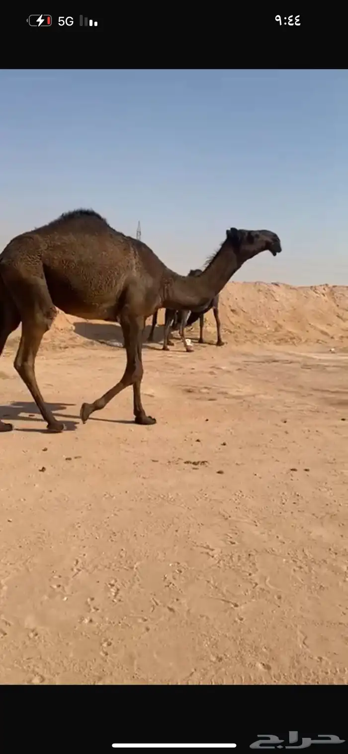 بكره مجهم 2