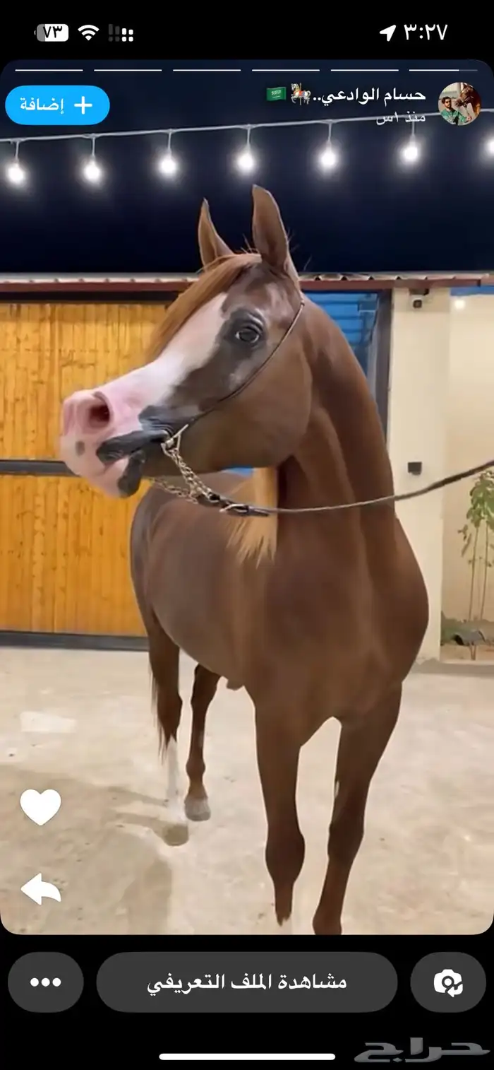 خيل فرس مكس من افضل وا أطيب الفراس 4