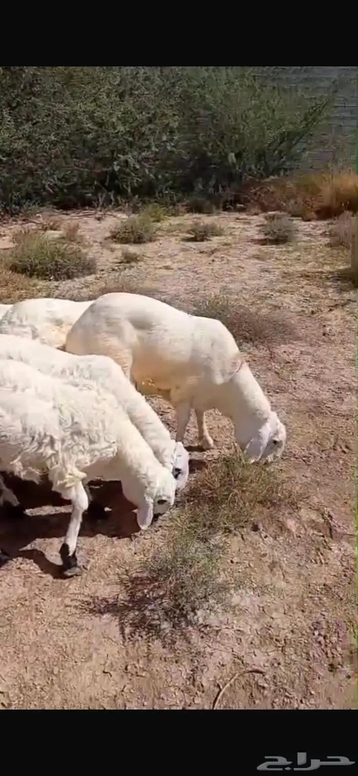 طليان سواكن وحريات ورفيدي ذبايح ثلاجة طيبات بالحيل 6