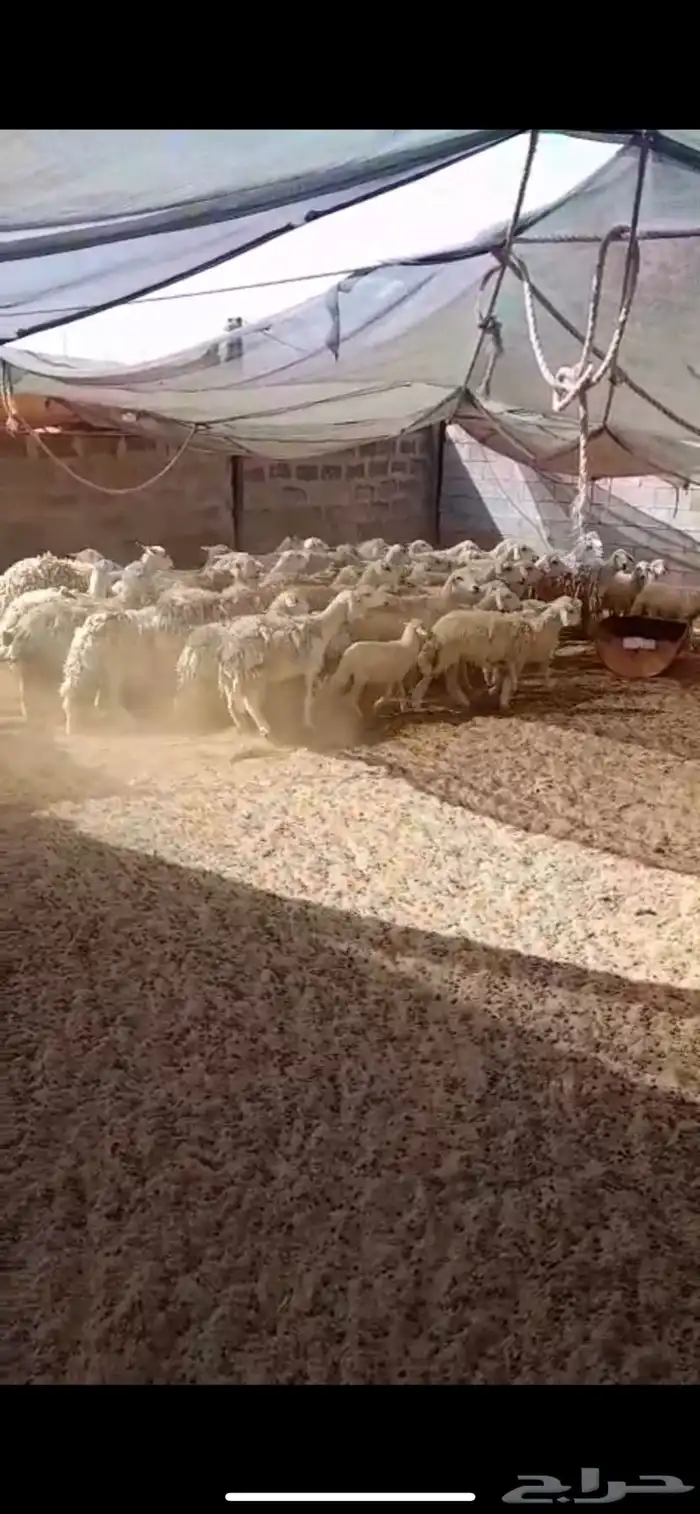 ضان حريه 2