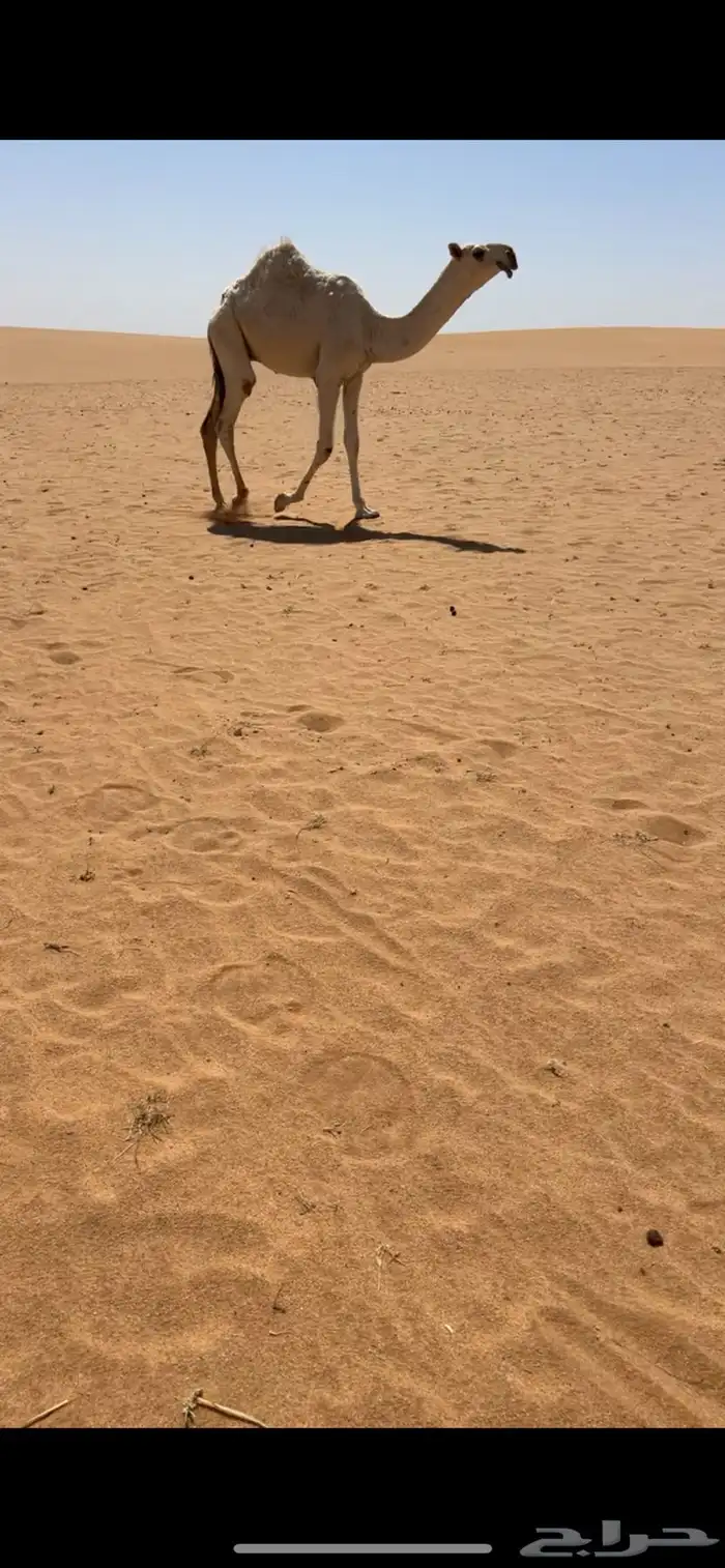 قعود اوضح جده حاكم بن قريع 1