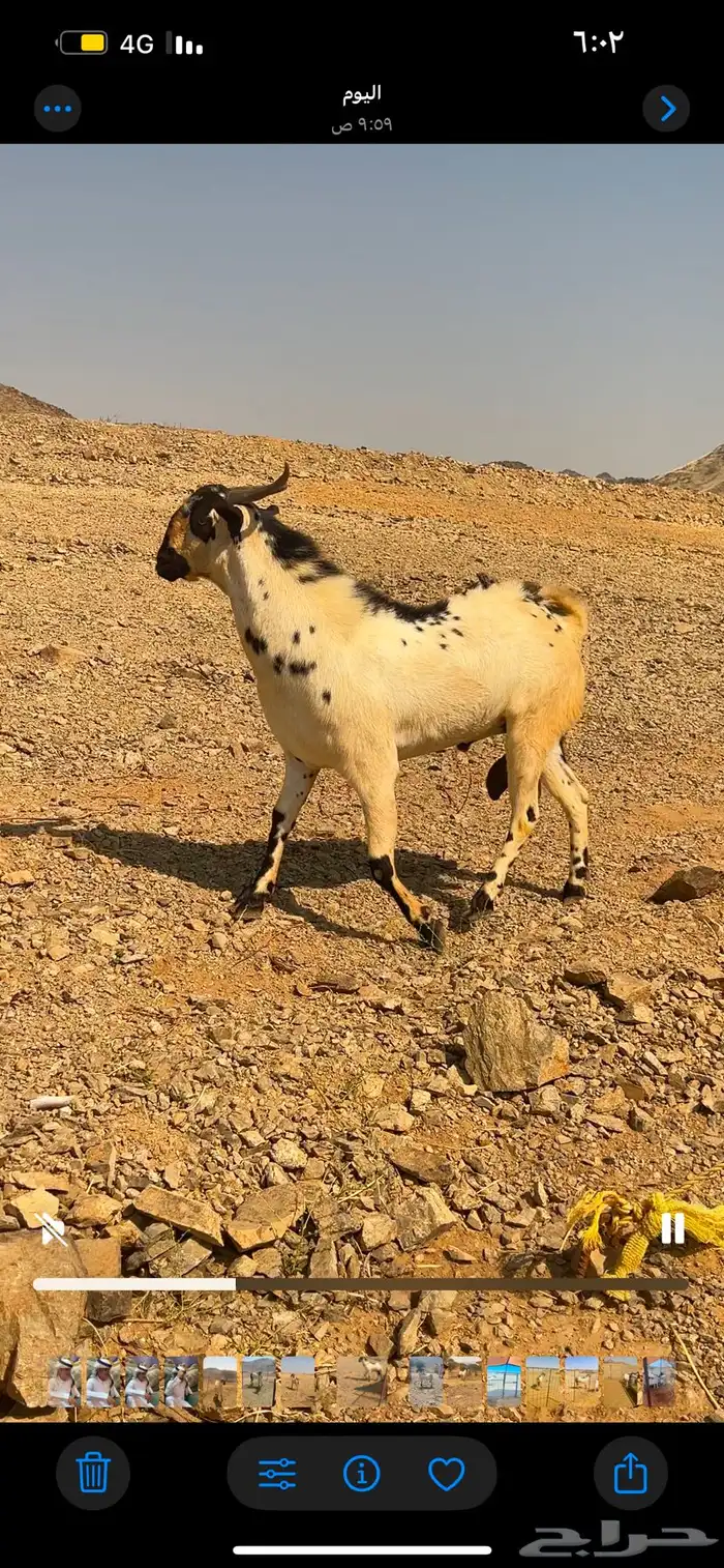 تيس بيشي كفو 2
