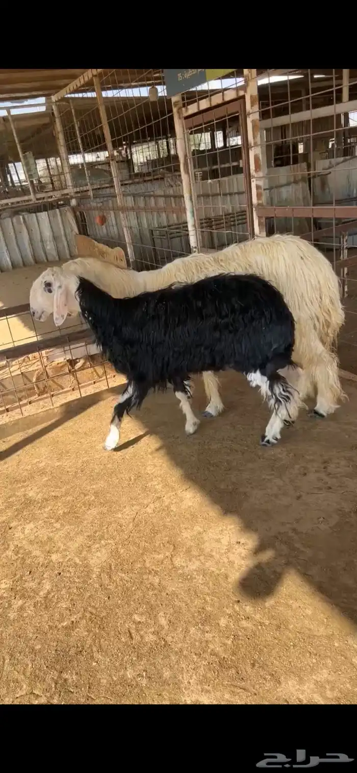 للبيع شياه نجد 12