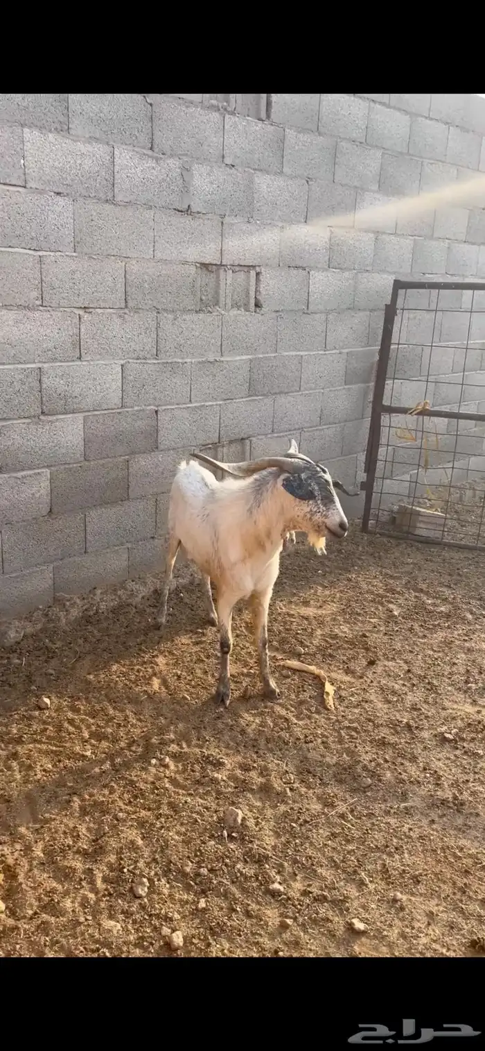عرض تيس بيشي والد عندي 0