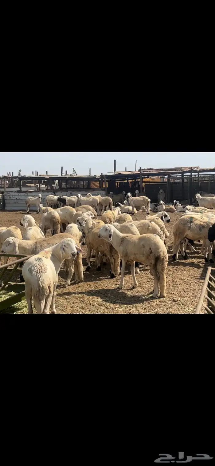 سواكن ابيض حجم جبر جدعان ثنيان 4