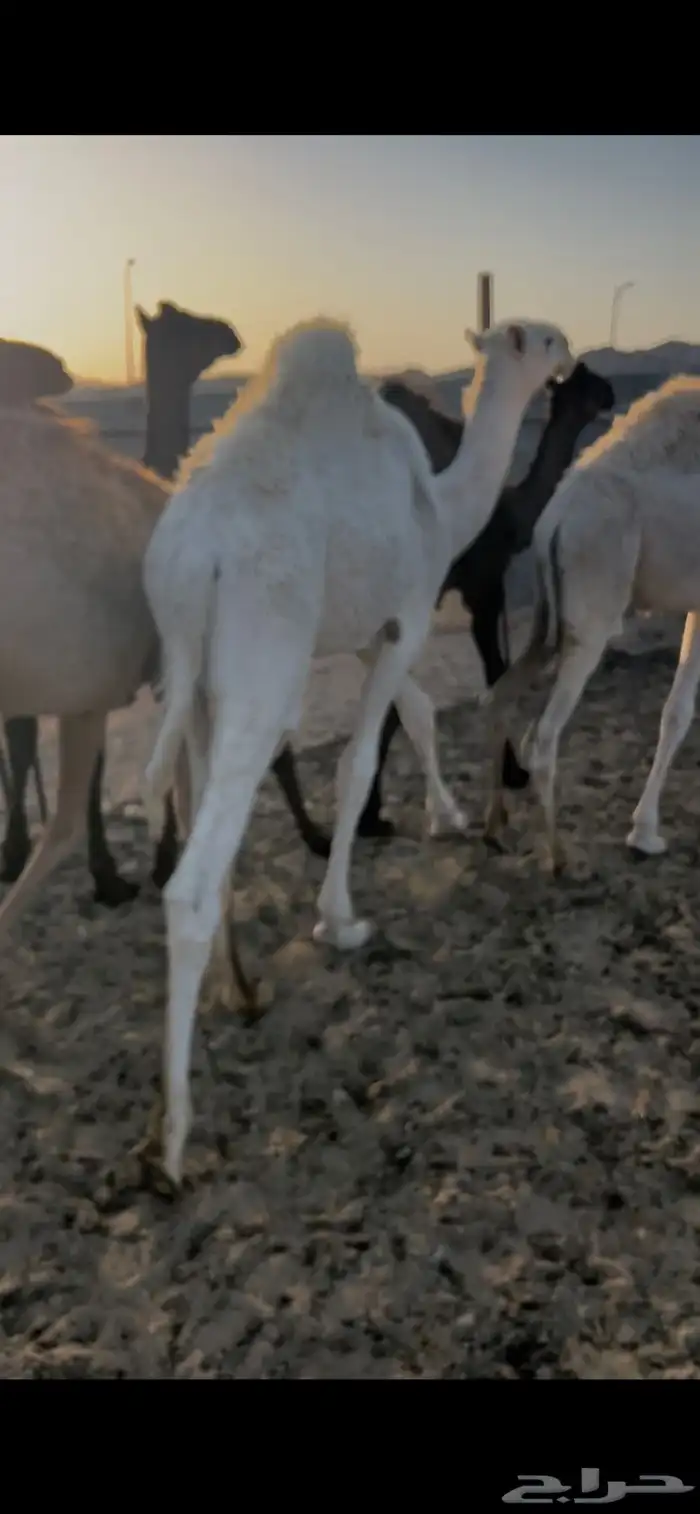 حشوان 3