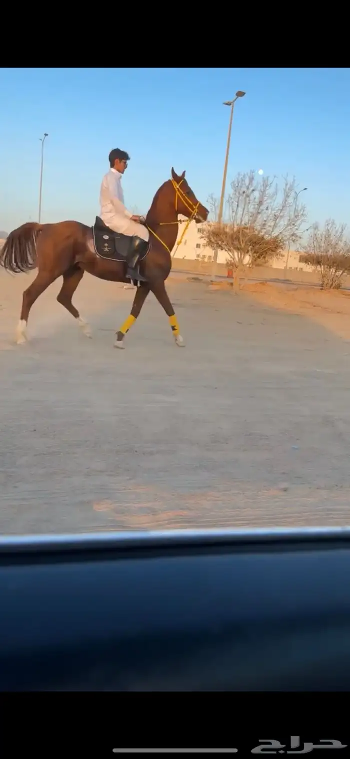 خيل 0
