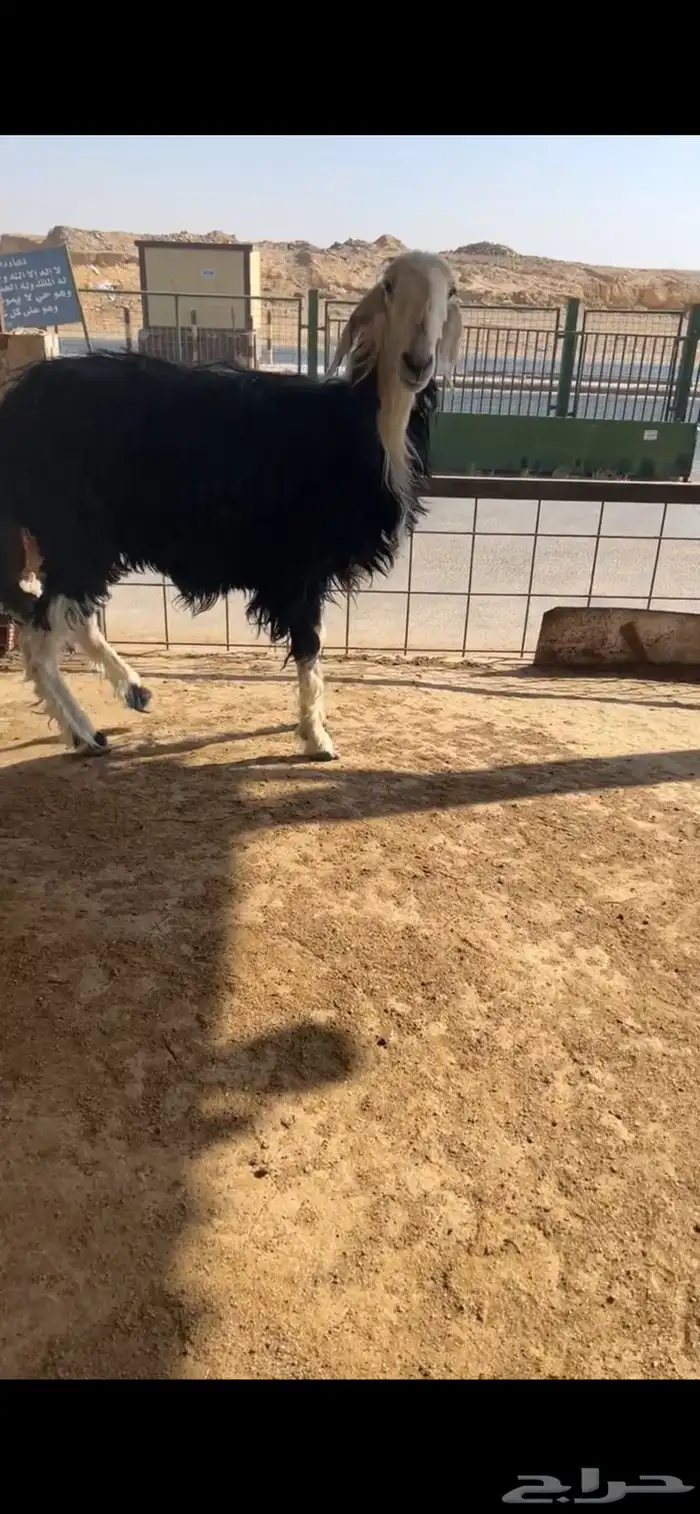 للبيع شياه نجد 5