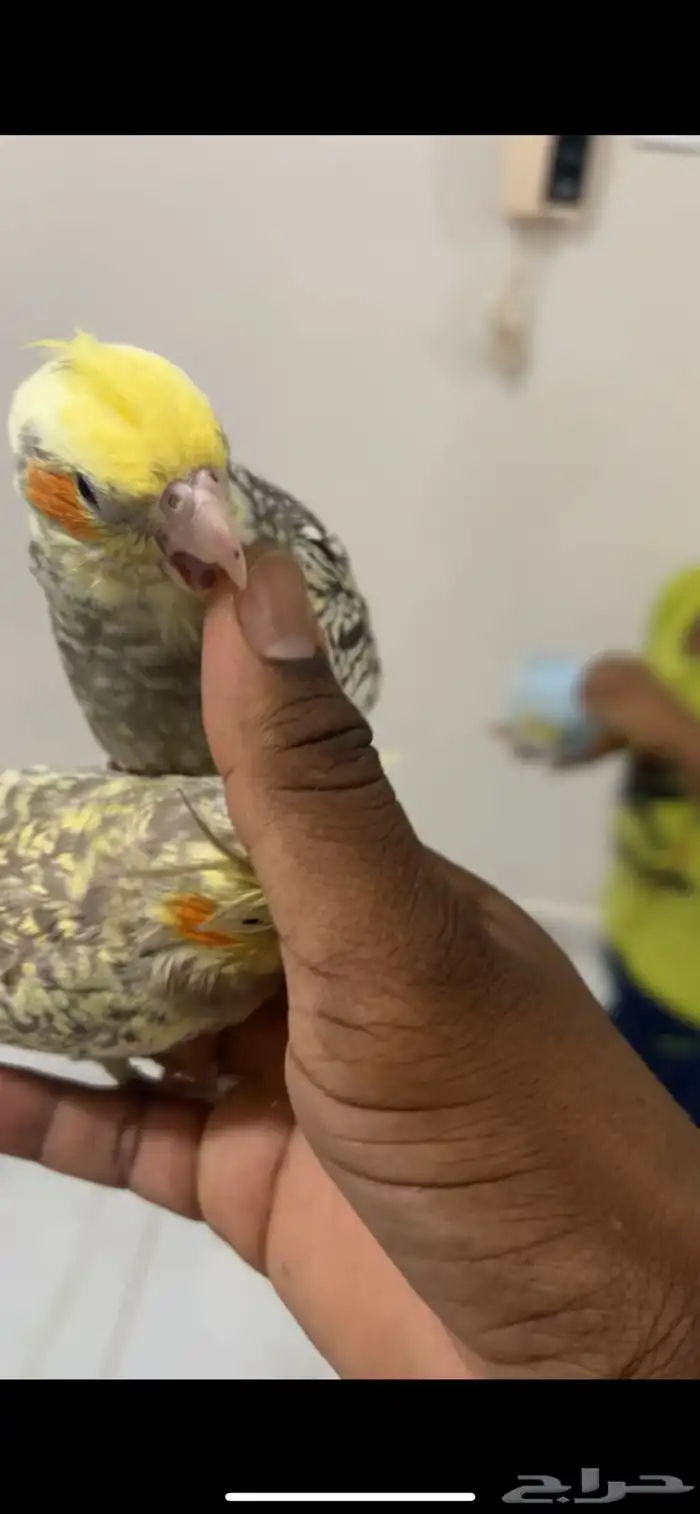 جوز كروان منتج على الشرط 5