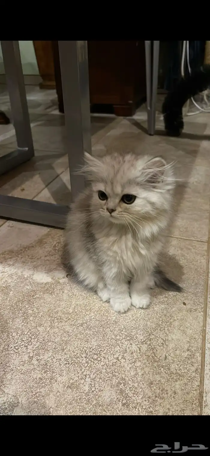بسة صغيرة للبيع 2