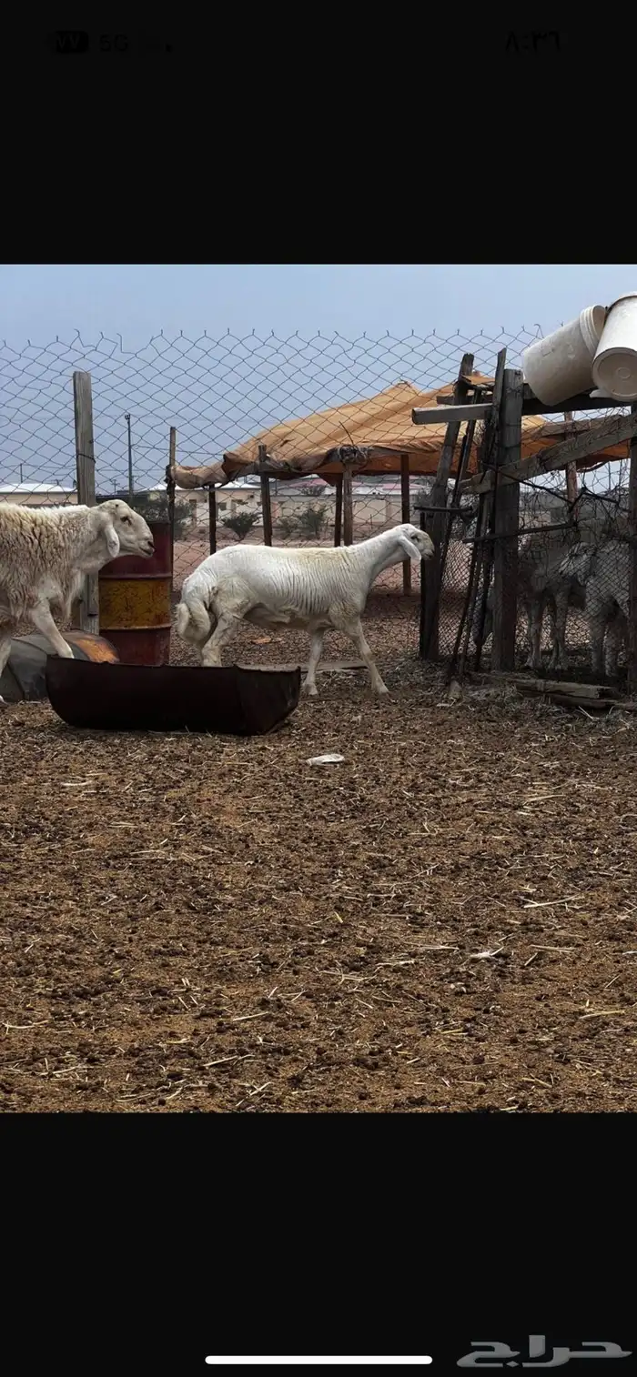 طلي مشروع فحل طيب 0