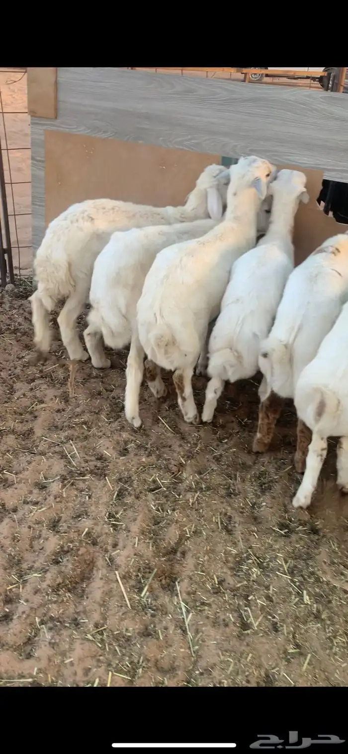 البيع بهم رفيد وحري 0