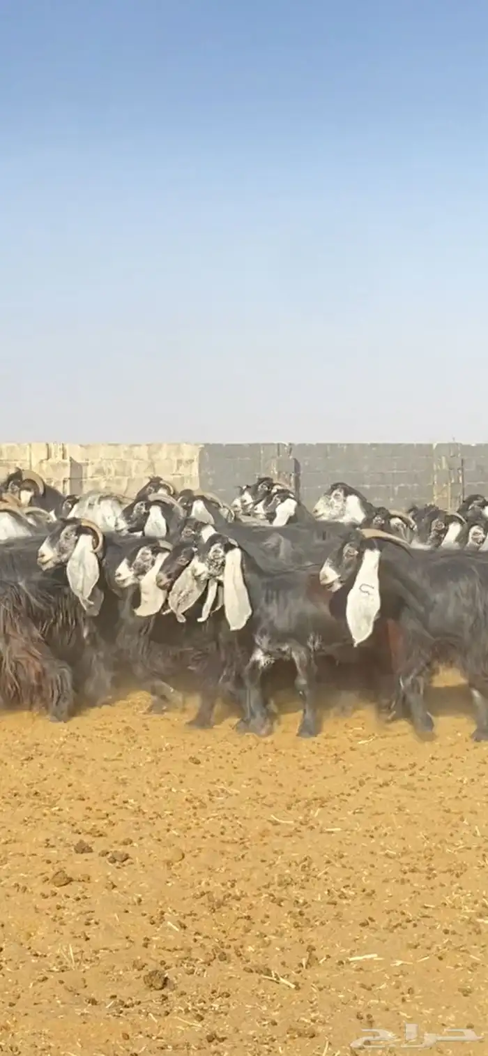 معزا عوارض مراح خوات بعض صنف 6