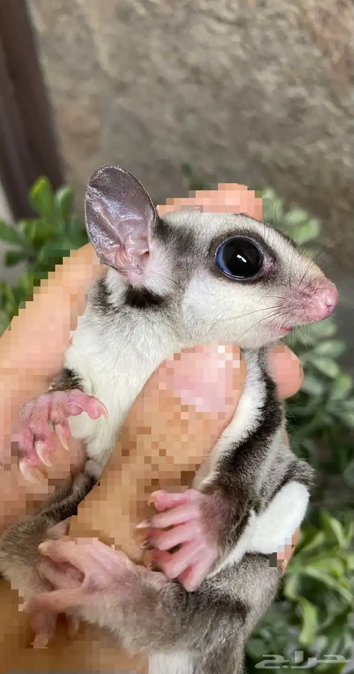 شوقر قلايدر - السنجاب الطائر SugarGlider 3