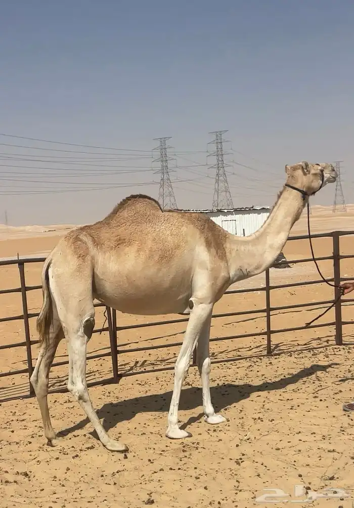 هجن عشراء حره من سوداني 3