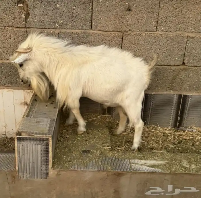 جفره (تم البيع خارج الحراج الالله يبارك لشاري و يعوض للبايع) 3