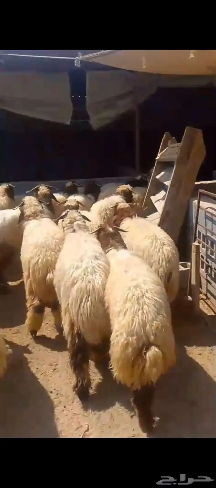قسطها على تابي او تمارا خرفان نعيمي بلدي وحري وتيوس جنوبية 0