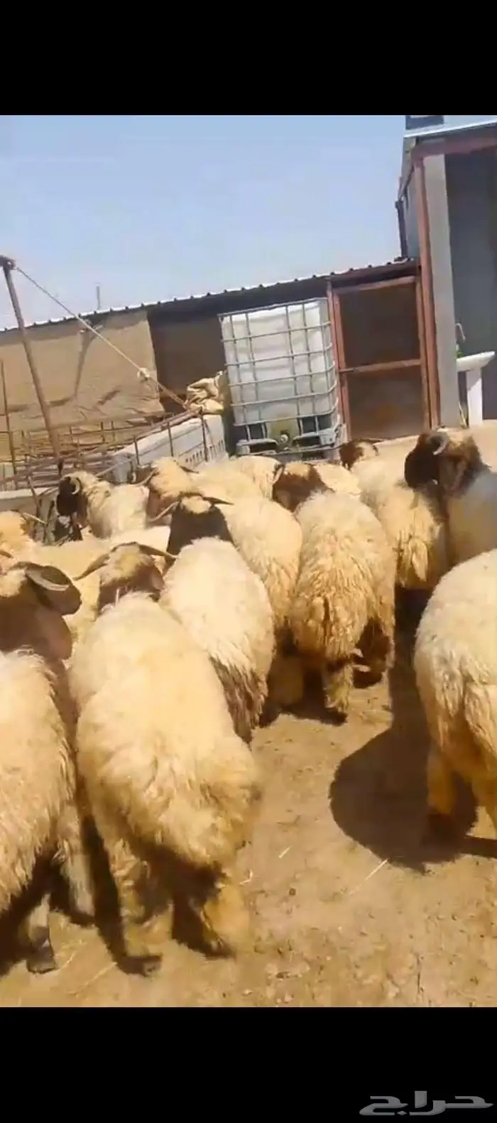 قسطها على تابي او تمارا خرفان نعيمي بلدي وحري وتيوس جنوبية 2