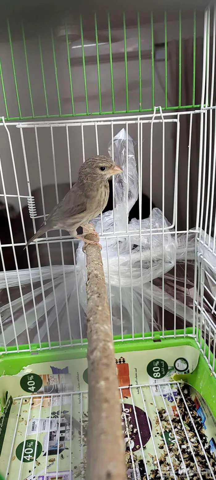 فحل ياسمين الطايف 0