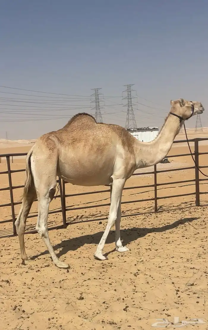 هجن عشراء حره من سوداني 4