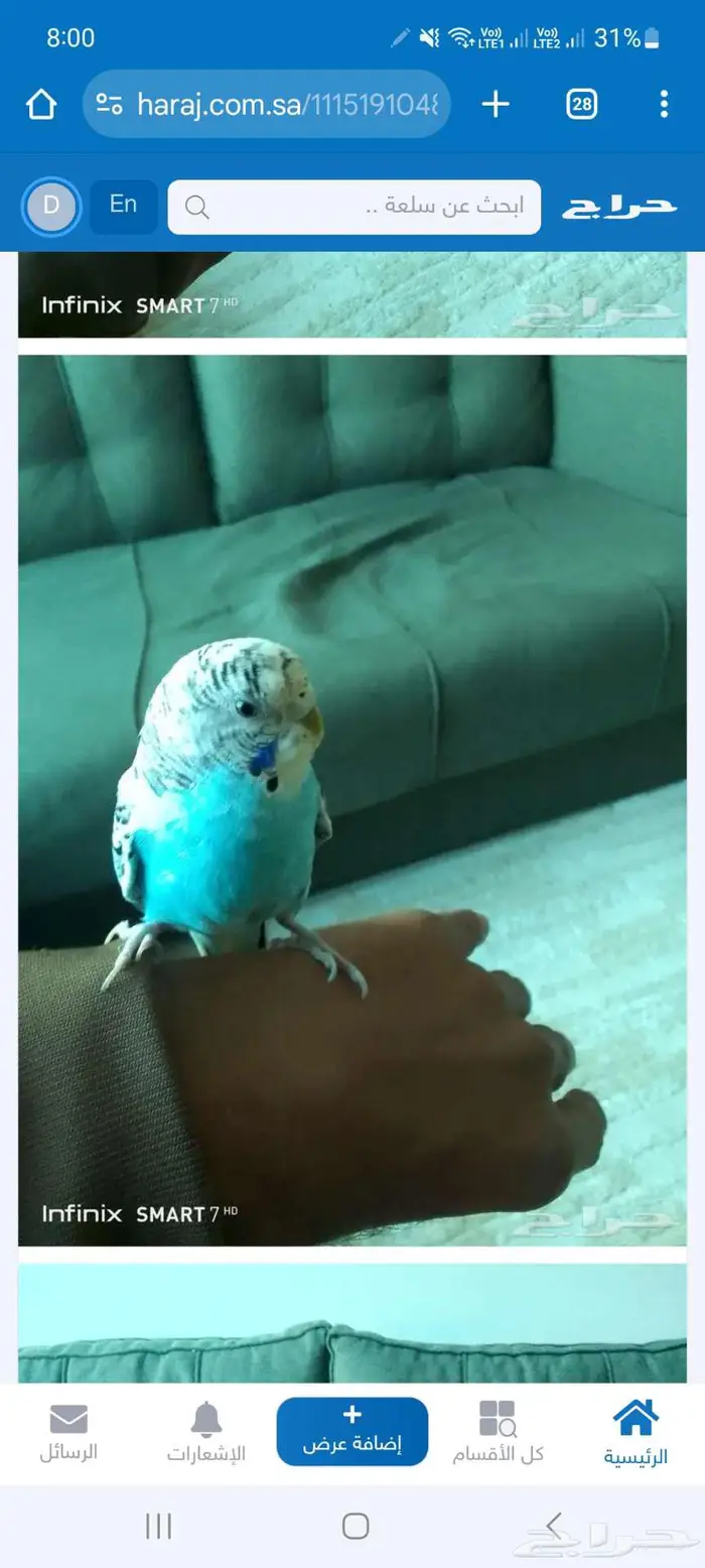 زوج بادجي اليف 3