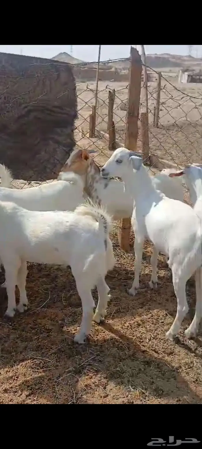 فحل وتيوس سمان.. وجفار مقاني وعنز خلفة 0