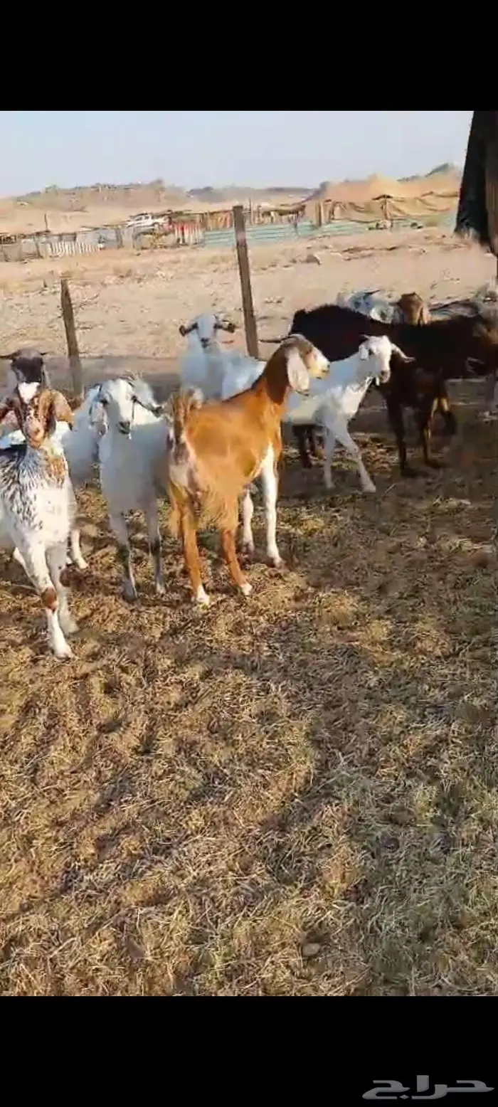 فحل وتيوس سمان.. وجفار مقاني وعنز خلفة 2