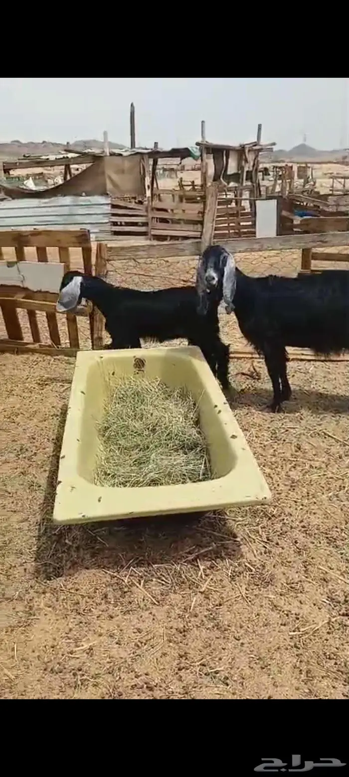 فحل وتيوس سمان.. وجفار مقاني وعنز خلفة 9