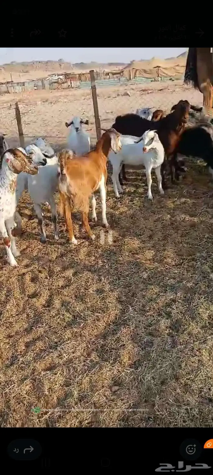 فحل وتيوس سمان.. وجفار مقاني وعنز خلفة 1