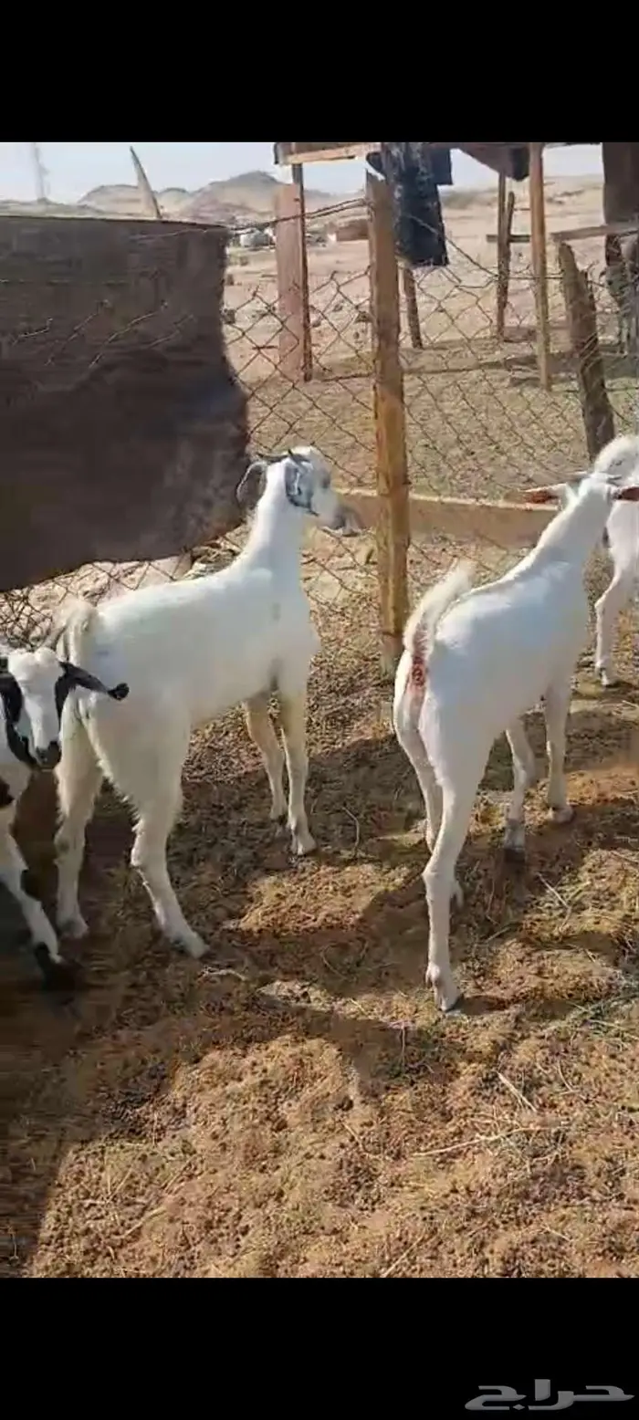 فحل وتيوس سمان.. وجفار مقاني وعنز خلفة 8