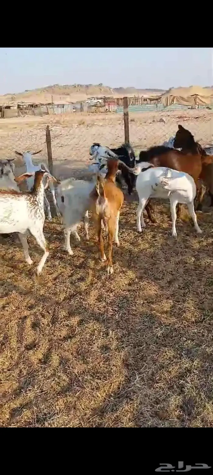فحل وتيوس سمان.. وجفار مقاني وعنز خلفة 4