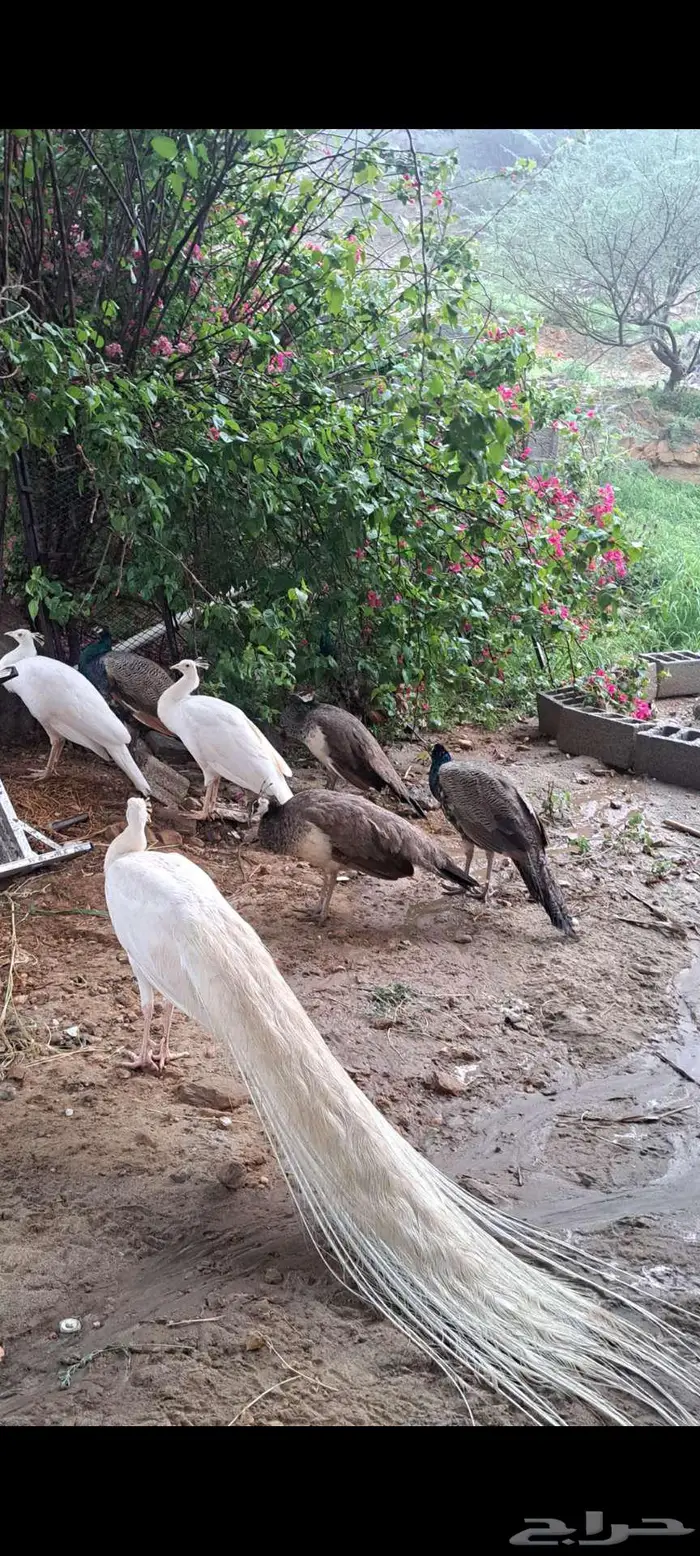 طاووس ازواج وتفريد ذكور واناث وفروخ ازرق وابيض للبيع 0