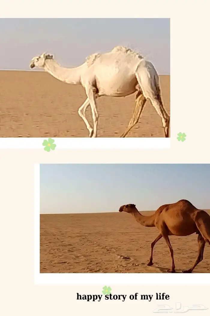 ابل ضرايب للبيع 0