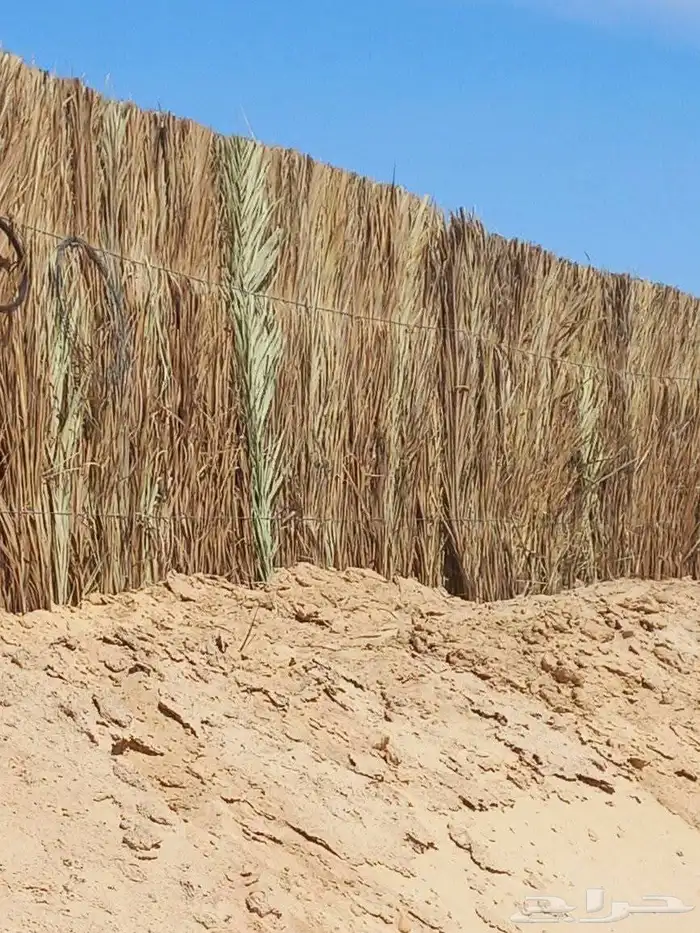 المزاحمية 7