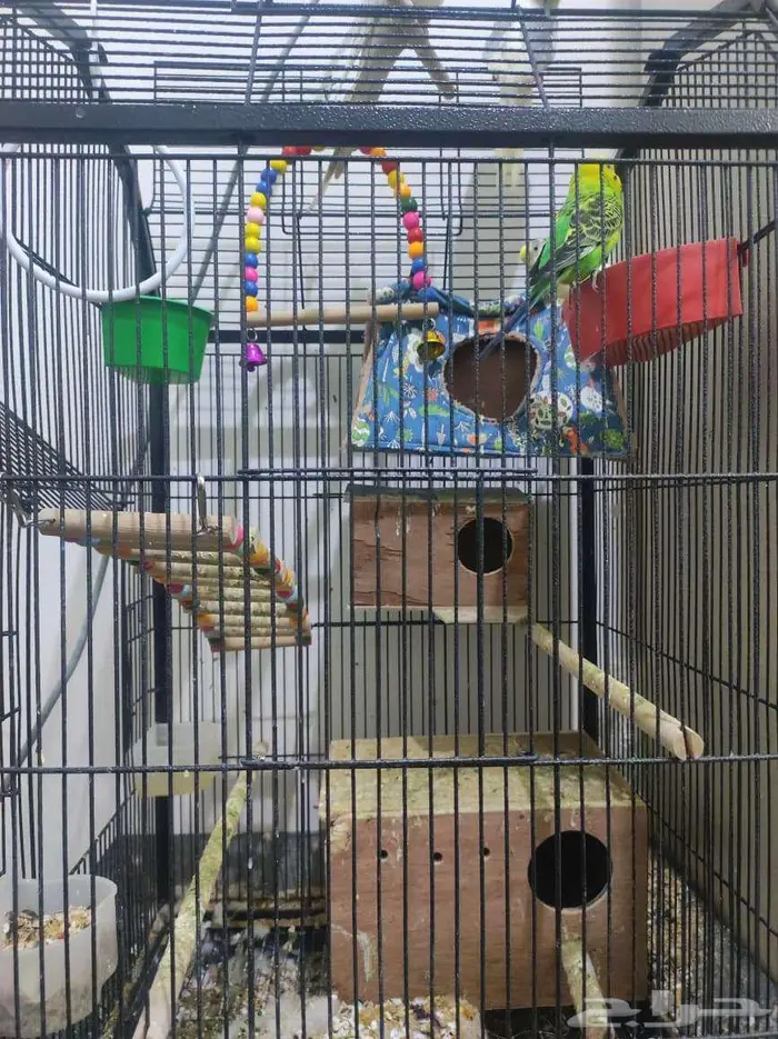 PARROTS Cockatiel (pair)   Budgie (pair) With Cage 2