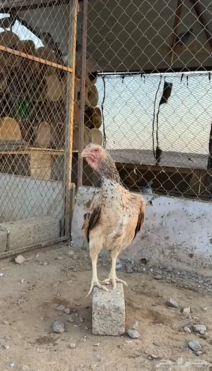البيع دجاجه شامو ياباني 2