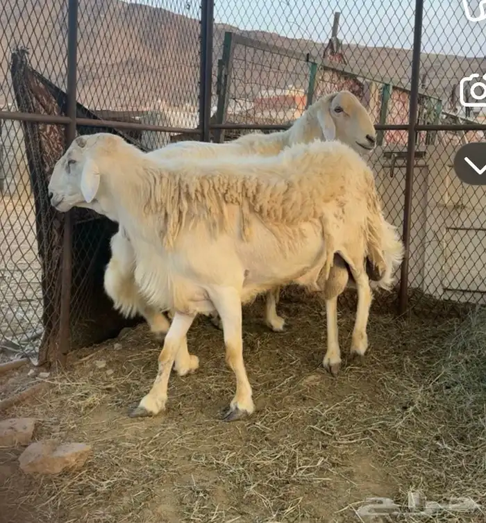 طلي فحل للبيع 0