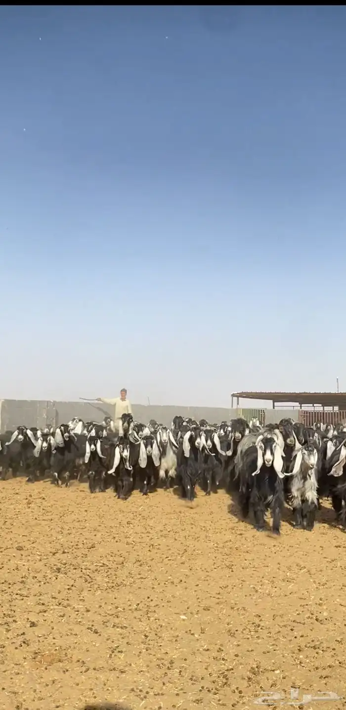 معزا عوارض مراح خوات بعض صنف 2