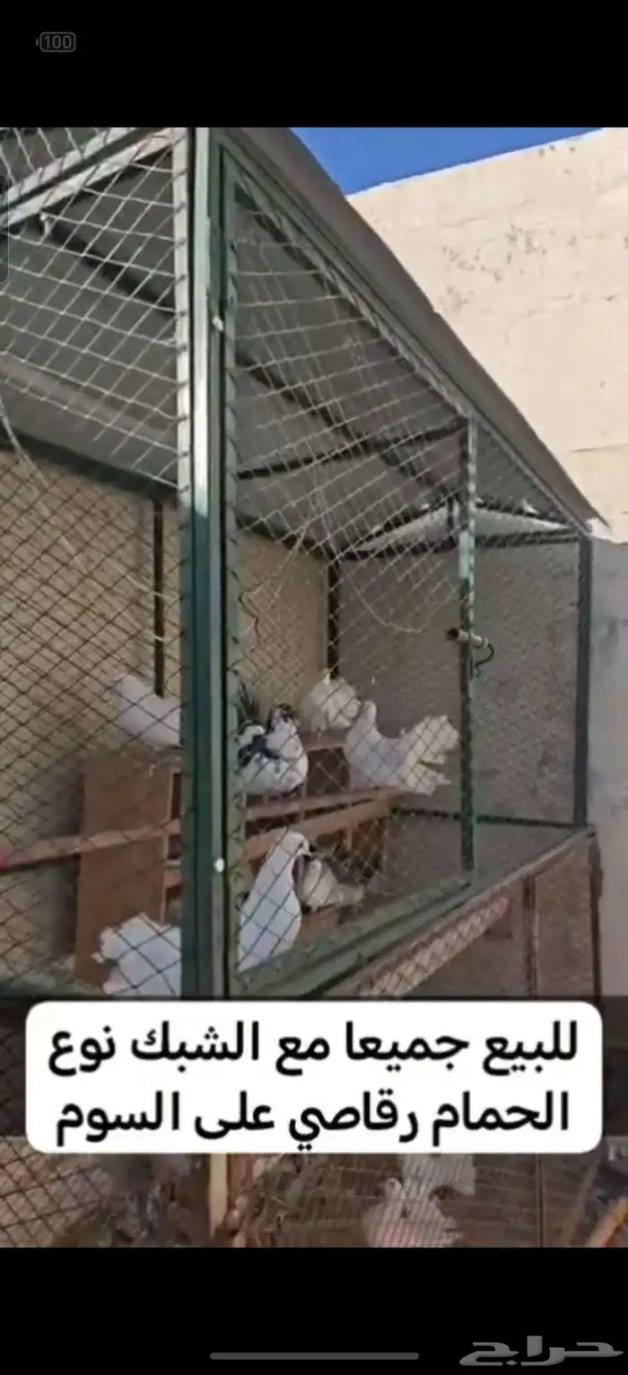 حمام رقاصي 7 اجواز و7 فراخة 0