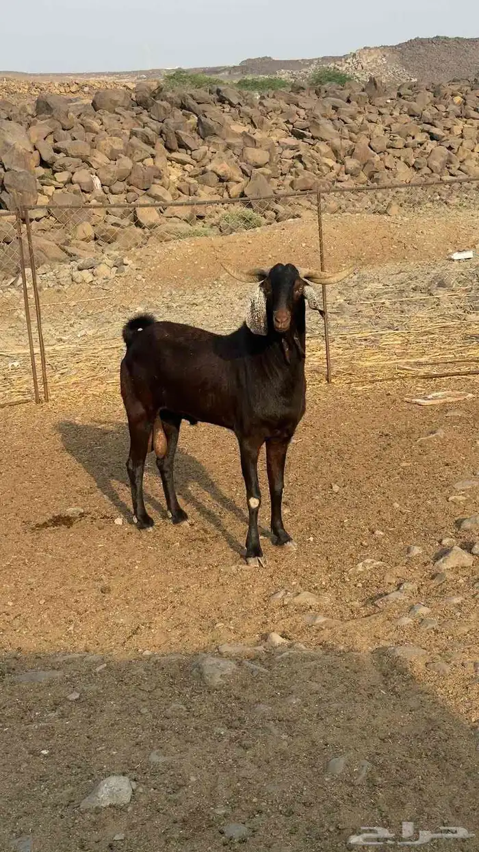 تيس فحل فاخر صنف الصنف 2